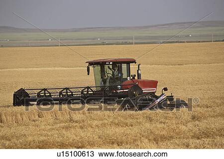 brocket, combining, north, crop, wheat, farm View Large Photo Image Stock Image - brocket, combining, north, crop, wheat, farm. Fotosearch