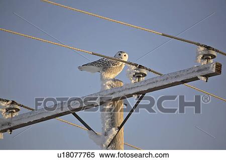 Stock Photography - bubo, owl, canada, saskatchewan, scenic, snowy. Fotosearch