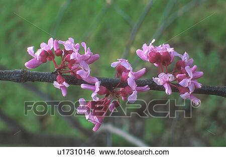 Stock Photograph - bud, tree, red, budding, flowers, redbud. Fotosearch