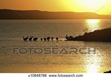 buffalo, highlighting, pelicans, white, american, sunset View Large Photo Image Stock Photo - buffalo, highlighting, pelicans, white, american, sunset. Fotosearch