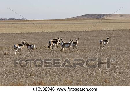 bunch, pronghorn, willow, field, antelopes, herd View Large Photo Image Stock Photograph - bunch, pronghorn, willow, field, antelopes, herd. Fotosearch