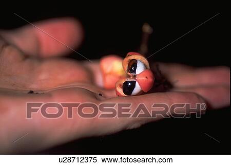 bursting, off, picked, seed, fruit View Large Photo Image Stock Photography - bursting, off, picked, seed, fruit. Fotosearch