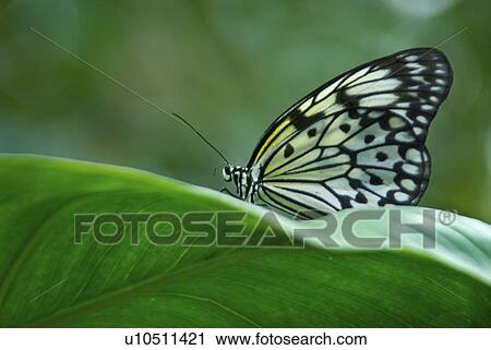 butterfly, rest, black, white, tree View Large Photo Image Stock Image - butterfly, rest, black, white, tree. Fotosearch