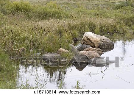 cable, rocks, cattails, shoreline, sloughlike, lake View Large Photo Image Picture - cable, rocks, cattails, shoreline, sloughlike, lake. Fotosearch