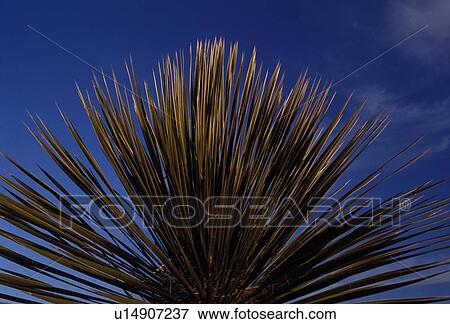 Stock Photo - cactus, pattern, brush, plant, desert, graphic. Fotosearch