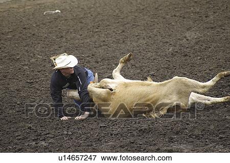 Stock Photo - calf, calgary, canada, alberta, stampede, 2005. Fotosearch