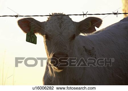 Stock Image - calf, saskatchewan, fence, barbedwire, young. Fotosearch
