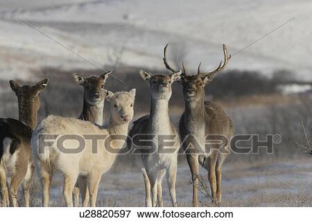 Stock Photo - camera, sika, stare, curiously, deer, group. Fotosearch