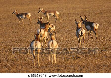 Stock Image - canada, antelope, saskatchewan, scenic, coderre, pronghorn. Fotosearch