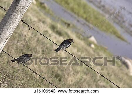 Stock Image - canada, brownheaded, saskatchewan, scenic, cowbirds, two. Fotosearch
