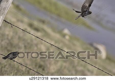 canada, brownheaded, saskatchewan, scenic, cowbirds, two View Large Photo Image Stock Photo - canada, brownheaded, saskatchewan, scenic, cowbirds, two. Fotosearch