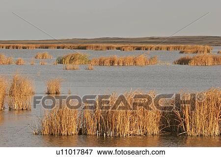 Stock Photo - canada, chaplin, saskatchewan, scenic, lake, marshes. Fotosearch