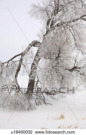 canada, covered, saskatchewan, scenic, tree, frost View Large Photo Image Stock Image - canada, covered, saskatchewan, scenic, tree, frost. Fotosearch