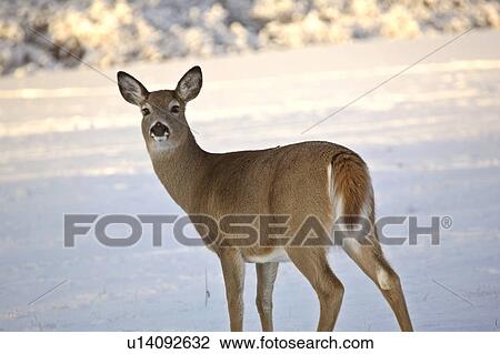 canada, deer, saskatchewan, scenic, winter, whitetailed View Large Photo Image Stock Image - canada, deer, saskatchewan, scenic, winter, whitetailed. Fotosearch