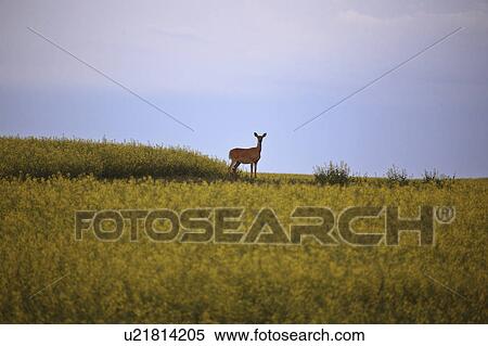 canada, deer, saskatchewan, scenic, doe, whitetailed View Large Photo Image Stock Photography - canada, deer, saskatchewan, scenic, doe, whitetailed. Fotosearch