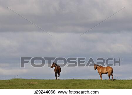Stock Photo - canada, field, western, saskatchewan, scenic, horses. Fotosearch