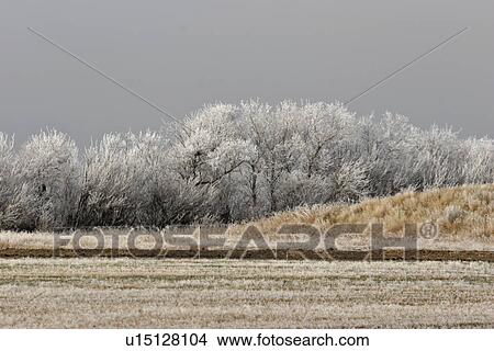 canada, frost, saskatchewan, scenic, bushes, hoar View Large Photo Image Picture - canada, frost, saskatchewan, scenic, bushes, hoar. Fotosearch