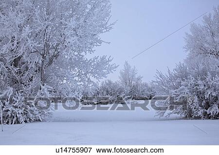 canada, frost, saskatchewan, scenic, trees, hoar View Large Photo Image Stock Photo - canada, frost, saskatchewan, scenic, trees, hoar. Fotosearch