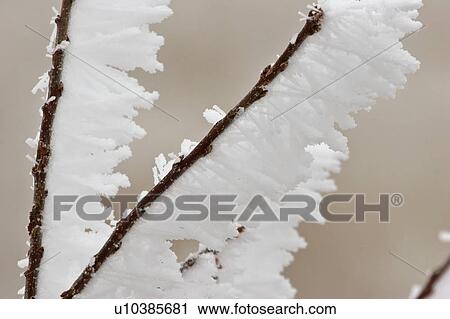 canada, frostcovered, saskatchewan, scenic, branch, hoar View Large Photo Image Stock Image - canada, frostcovered, saskatchewan, scenic, branch, hoar. Fotosearch