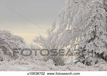 Stock Image - canada, frostcovered, saskatchewan, scenic, trees, hoar. Fotosearch