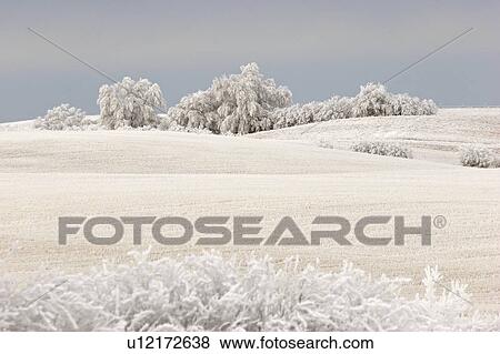 canada, frostcovered, saskatchewan, scenic, trees, hoar View Large Photo Image Stock Photo - canada, frostcovered, saskatchewan, scenic, trees, hoar. Fotosearch