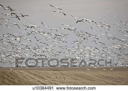 canada, geese, saskatchewan, scenic, flight, snow View Large Photo Image Stock Image - canada, geese, saskatchewan, scenic, flight, snow. Fotosearch
