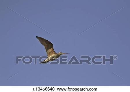 canada, godwit, saskatchewan, scenic, flight, marbled View Large Photo Image Stock Image - canada, godwit, saskatchewan, scenic, flight, marbled. Fotosearch