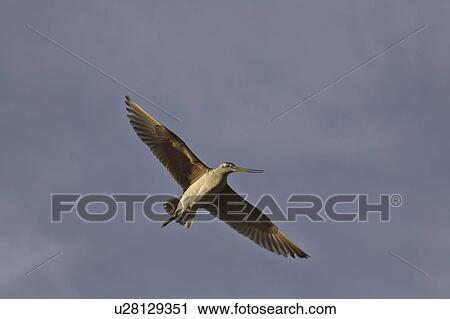canada, godwit, saskatchewan, scenic, flight, marbled View Large Photo Image Stock Image - canada, godwit, saskatchewan, scenic, flight, marbled. Fotosearch