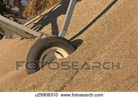 canada, grain, saskatchewan, scenic, auger, excess View Large Photo Image Stock Image - canada, grain, saskatchewan, scenic, auger, excess. Fotosearch