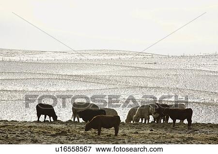 canada, grazing, saskatchewan, scenic, hay, cattle View Large Photo Image Stock Photo - canada, grazing, saskatchewan, scenic, hay, cattle. Fotosearch