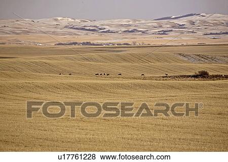 Stock Photo - canada, grazing, saskatchewan, scenic, field, deer. Fotosearch