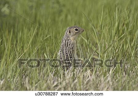 Stock Photo - canada, ground, saskatchewan, scenic, squirrel, thirteenlined. Fotosearch