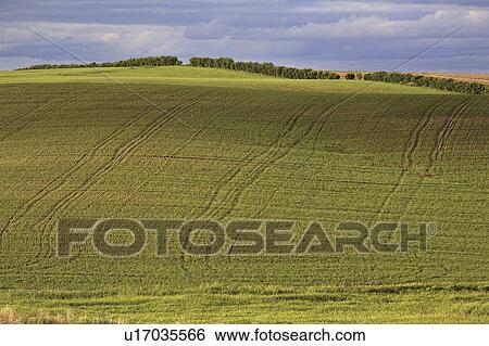 canada, growing, saskatchewan, scenic, crop, new View Large Photo Image Stock Photograph - canada, growing, saskatchewan, scenic, crop, new. Fotosearch
