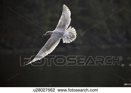 canada, gull, columbia, british, flight, glaucous View Large Photo Image Stock Image - canada, gull, columbia, british, flight, glaucous. Fotosearch