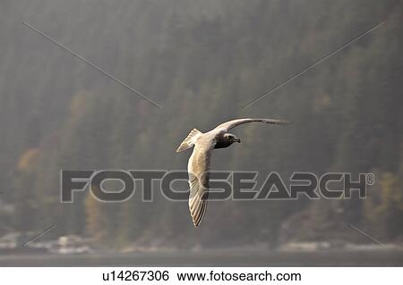 canada, gull, columbia, british, flight, glaucous View Large Photo Image Stock Photograph - canada, gull, columbia, british, flight, glaucous. Fotosearch