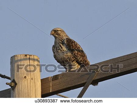Stock Photo - canada, hawk, saskatchewan, pole, telephone, roughlegged. Fotosearch