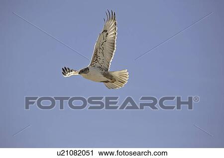 Stock Image - canada, hawk, saskatchewan, scenic, flight, ferruginous. Fotosearch