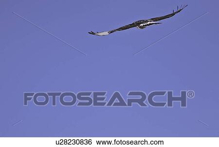 canada, hawk, saskatchewan, scenic, flight, roughlegged View Large Photo Image Stock Photograph - canada, hawk, saskatchewan, scenic, flight, roughlegged. Fotosearch