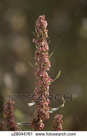 Stock Image - canada, knotweed, saskatchewan, scenic, wildflower, pink. Fotosearch