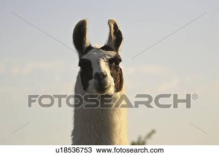 Stock Image - canada, llama, saskatchewan, scenic, sunset, closeup. Fotosearch