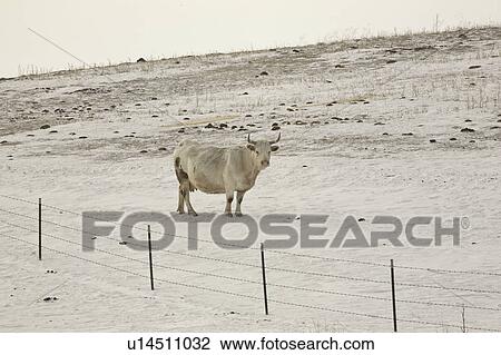 canada, long, saskatchewan, scenic, horns, cow View Large Photo Image Stock Image - canada, long, saskatchewan, scenic, horns, cow. Fotosearch
