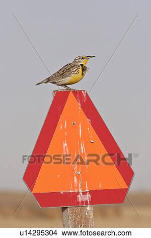 canada, meadowlark, saskatchewan, sign, orange, western View Large Photo Image Picture - canada, meadowlark, saskatchewan, sign, orange, western. Fotosearch