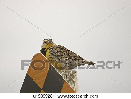 Stock Image - canada, meadowlark, saskatchewan, scenic, sign, western. Fotosearch