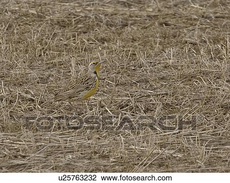 Stock Image - canada, meadowlark, saskatchewan, scenic, ground, western. Fotosearch