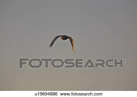 Stock Photograph - canada, owl, saskatchewan, scenic, flight, snowy. Fotosearch