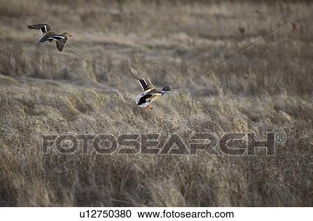Stock Image - canada, pair, saskatchewan, scenic, flight, mallard. Fotosearch
