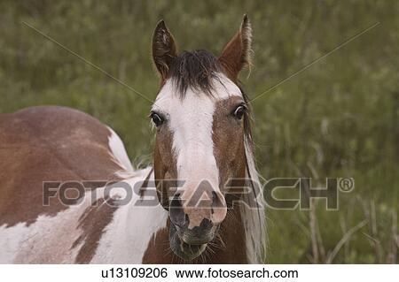 canada, pinto, saskatchewan, scenic, horse, closeup View Large Photo Image Stock Photograph - canada, pinto, saskatchewan, scenic, horse, closeup. Fotosearch