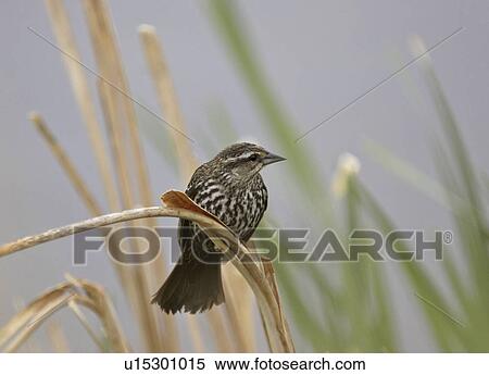 Stock Photography - canada, redwinged, saskatchewan, scenic, blackbird, female. Fotosearch