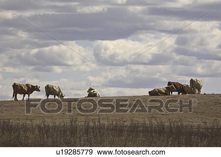 Stock Photo - canada, resting, saskatchewan, scenic, grazing, cattle. Fotosearch