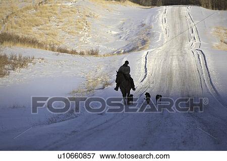Stock Photo - canada, rider, alberta, dogs, three, horseback. Fotosearch